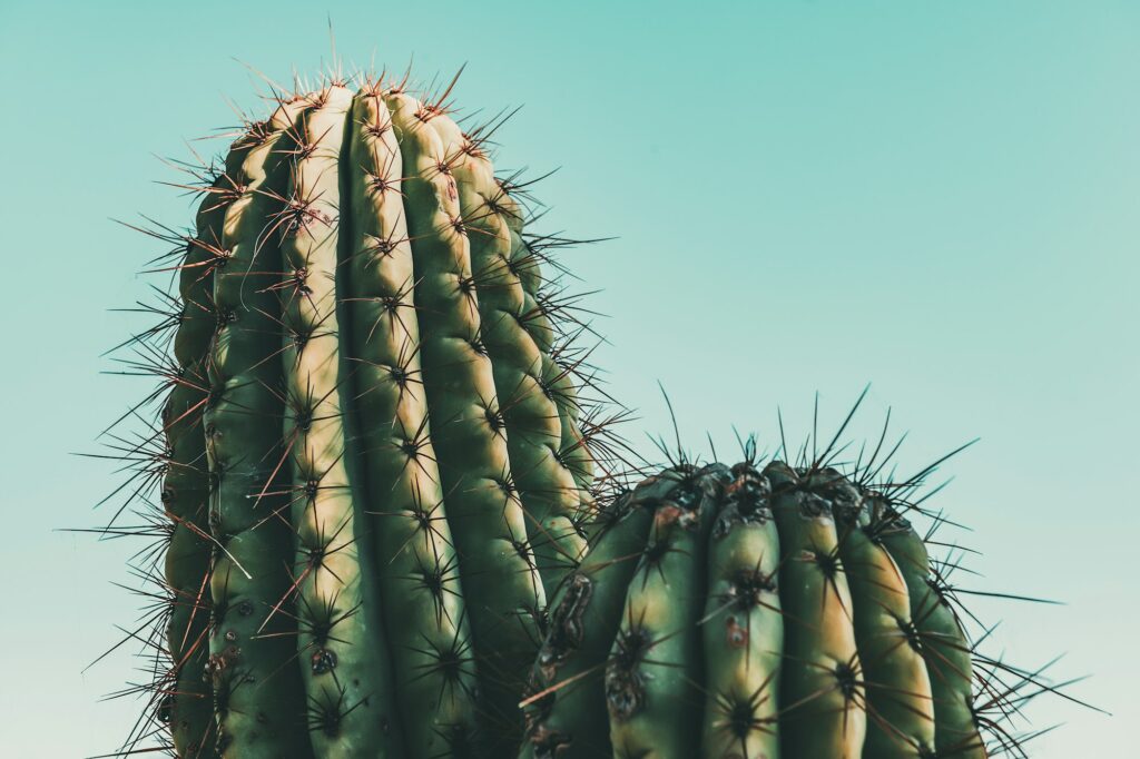 Cactus on blue turquoise background