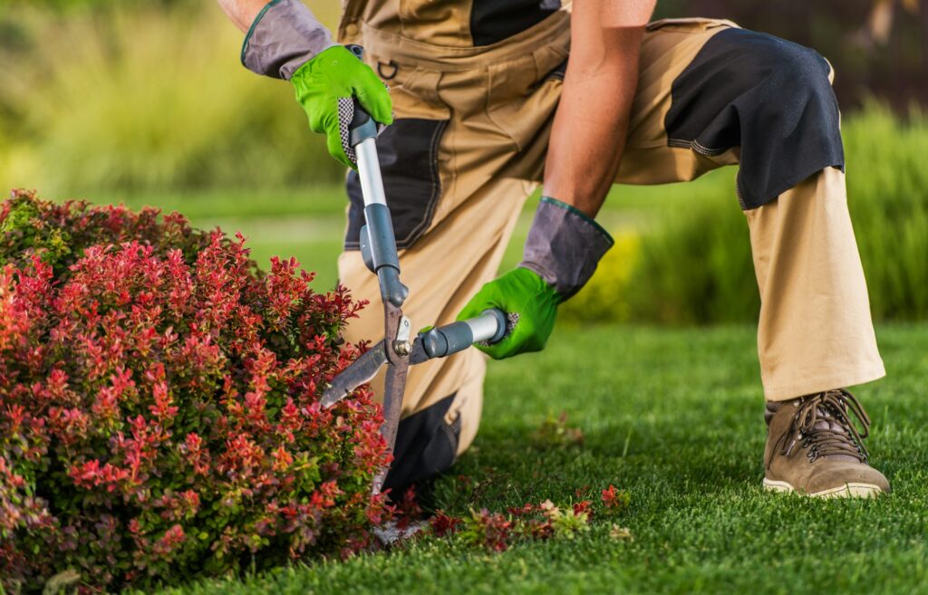 Pro Gardener Trim Plants Branches