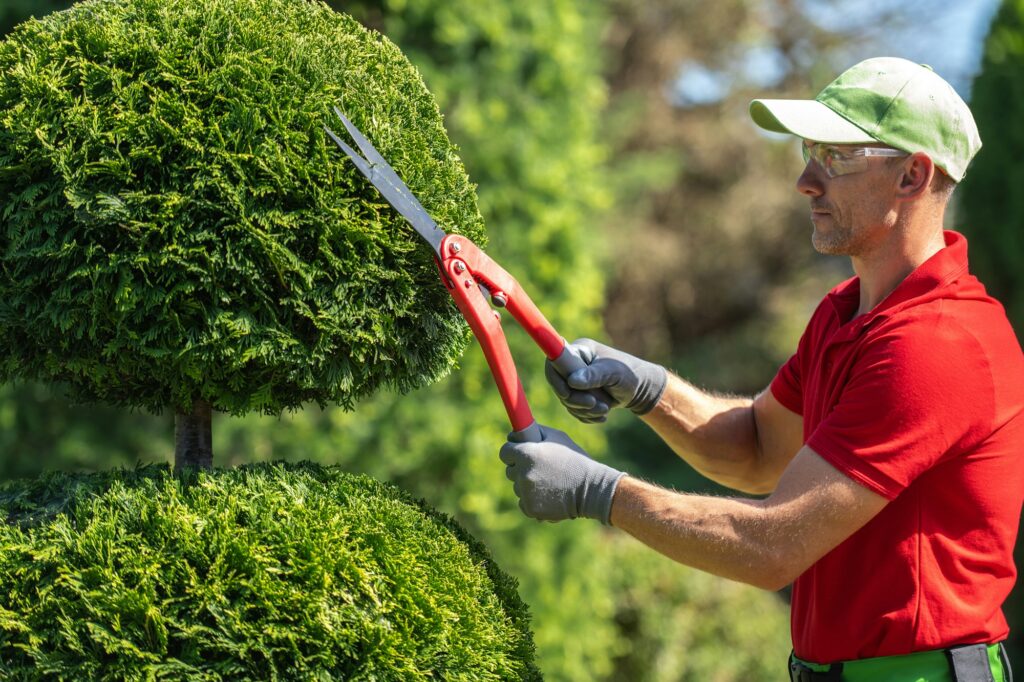 Professional Landscaper Trimming Ornamental Shrubbery